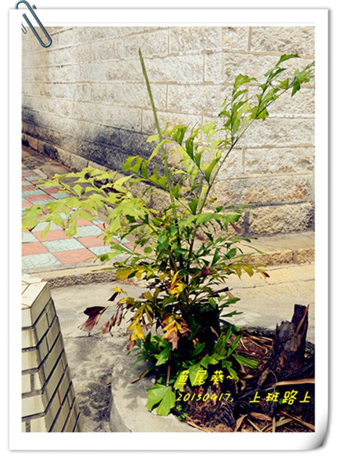 ��Ƭ������