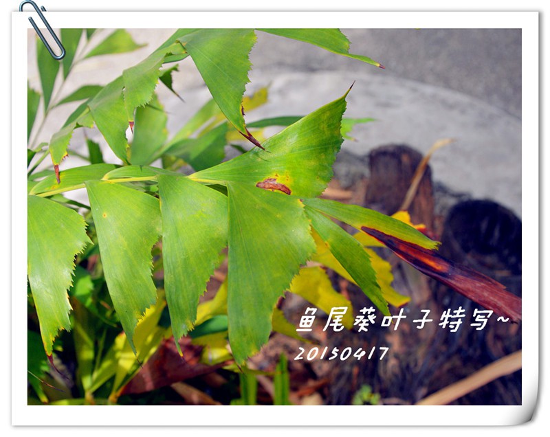 ��Ƭ������