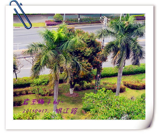 ��Ƭ������