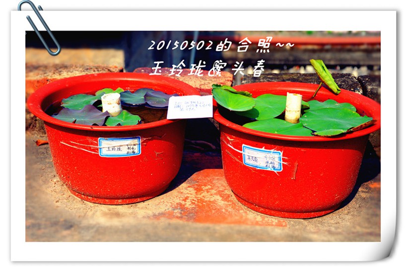 ��Ƭ������