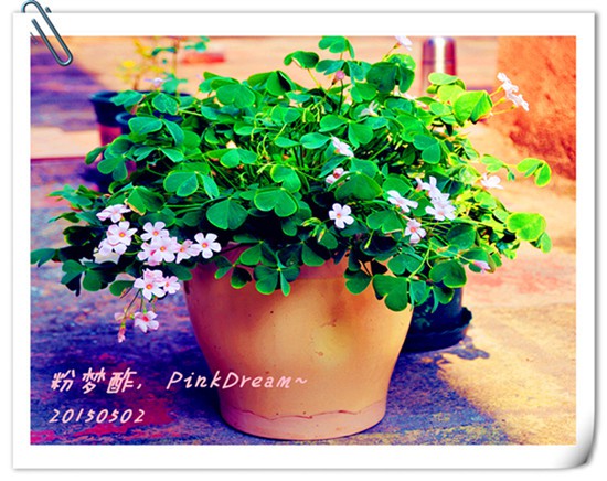 ��Ƭ������