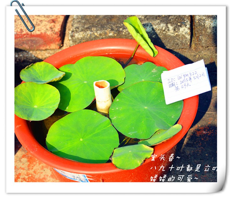 ��Ƭ������