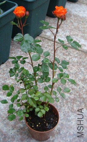 DSC06347.JPG