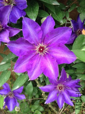 IMG_2035.jpg
