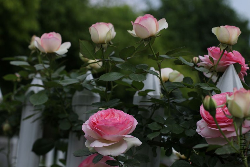IMG_7853_����.jpg