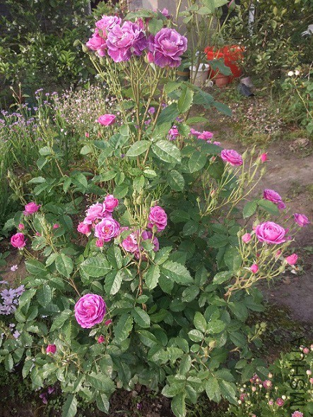P50503-071721.jpg