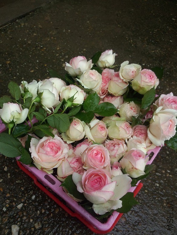 ��һ����