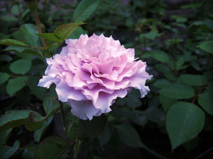��s 055.jpg