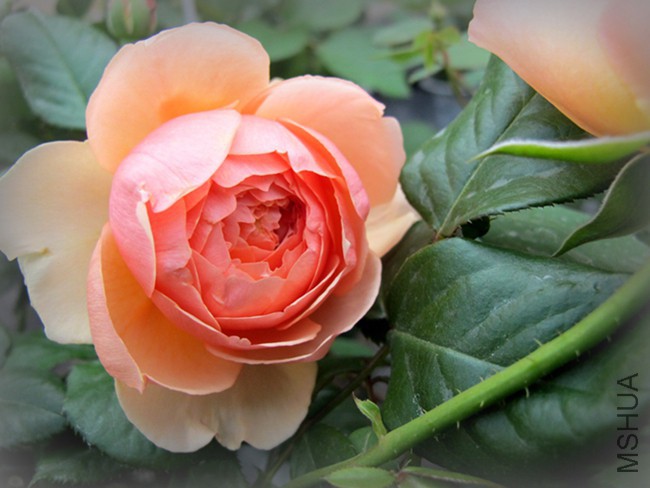 ��s 063.jpg
