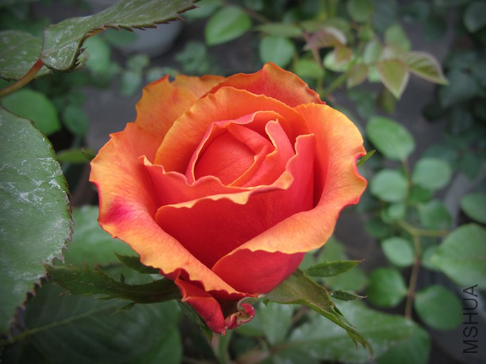��s 079.jpg