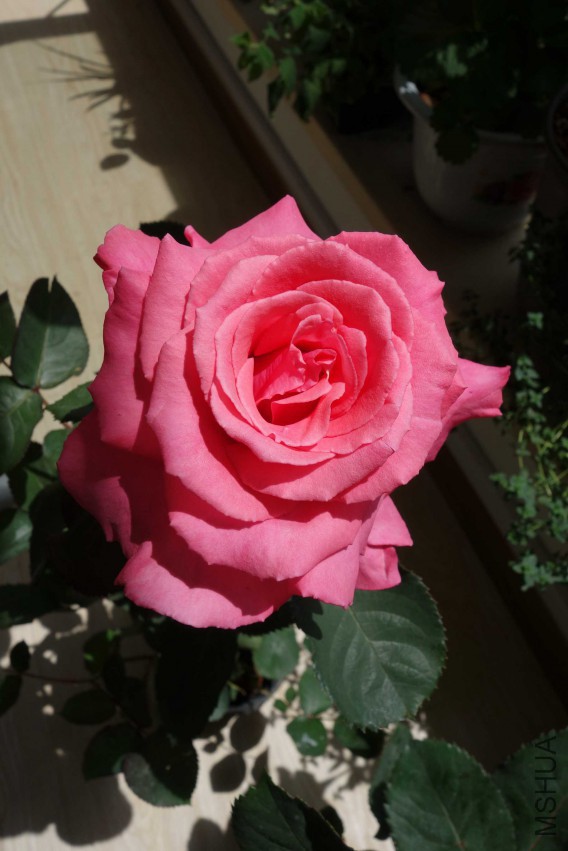 DSC02451.JPG