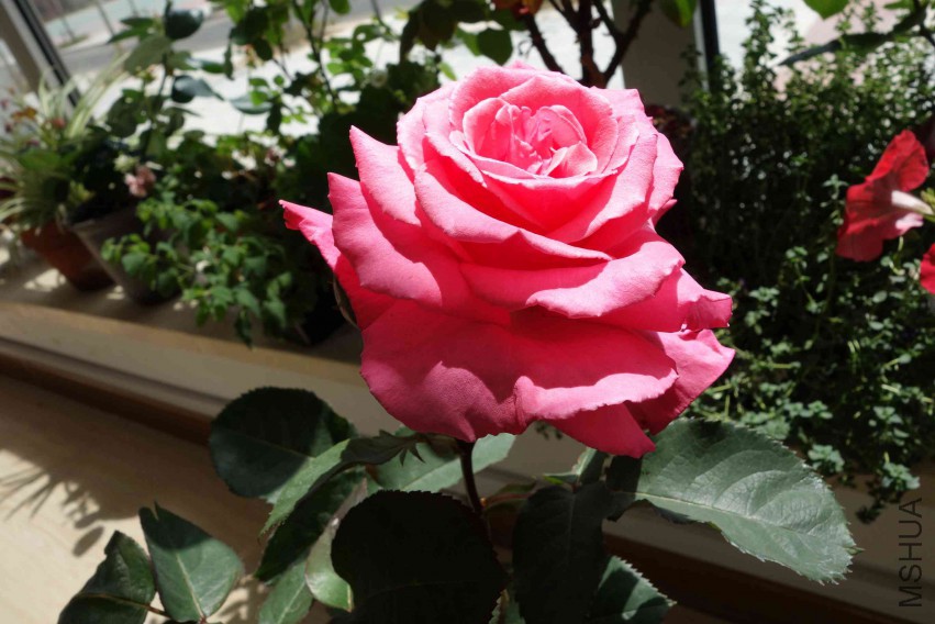 DSC02452.JPG