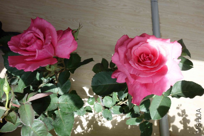 DSC02453.JPG