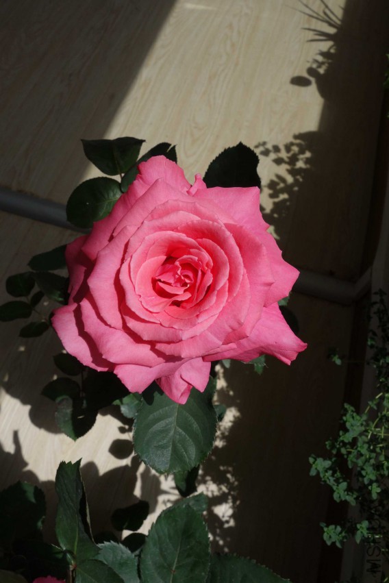 DSC02456.JPG