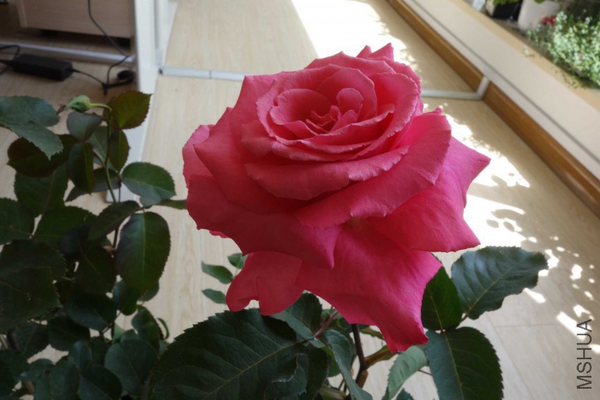 DSC02467.JPG