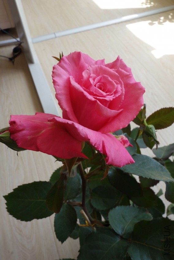 DSC02468.JPG