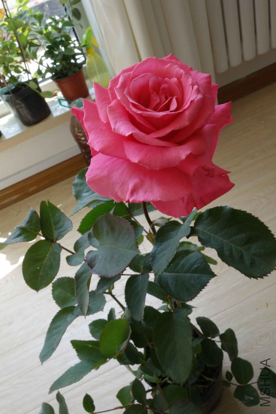 DSC02469.JPG