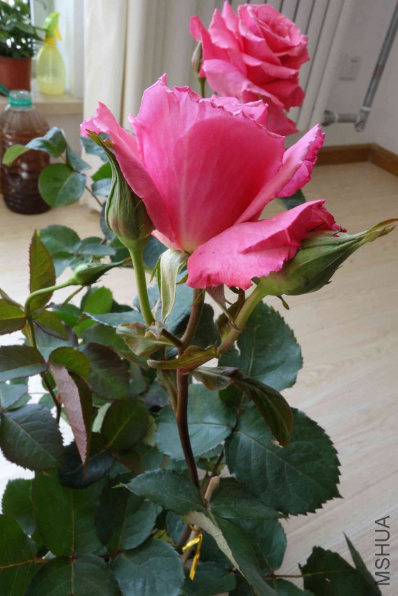 DSC02471.JPG