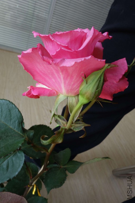 DSC02472.JPG