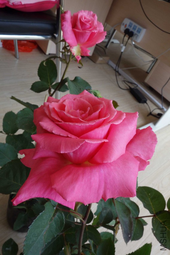 DSC02474.JPG