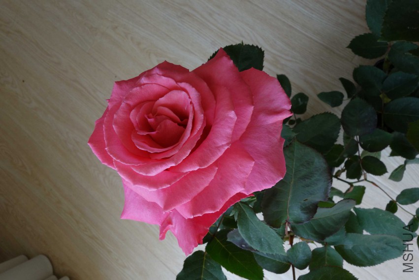 DSC02476.JPG