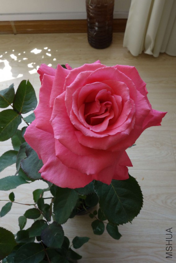 DSC02477.JPG
