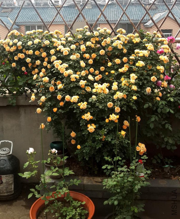 20150503_103238_����_����.jpg