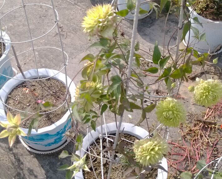 QQͼƬ20150503133353.jpg