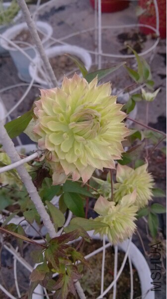 QQͼƬ20150503133359.jpg