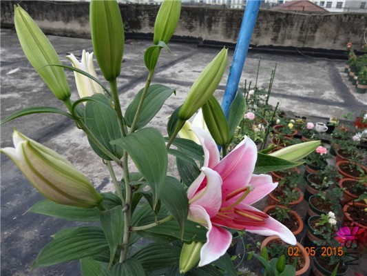 DSC08807.jpg
