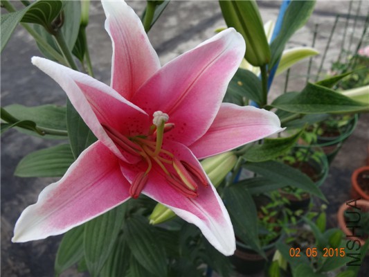 DSC08808.jpg