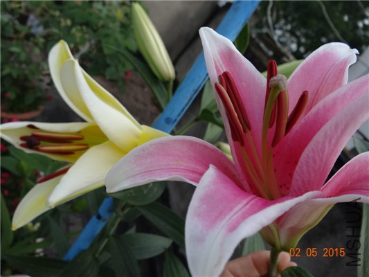 DSC08809.jpg