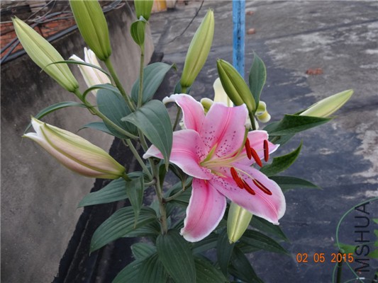 DSC08858.jpg