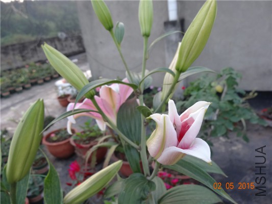 DSC08861.jpg