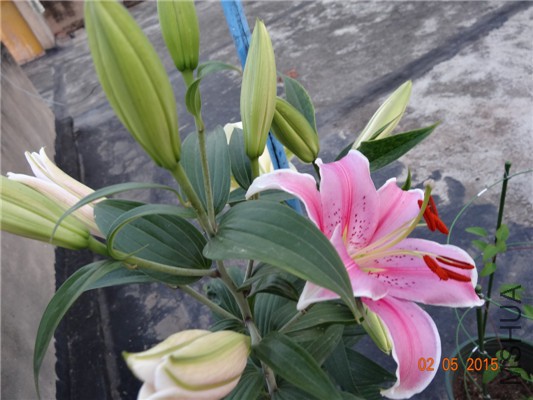 DSC08866.jpg