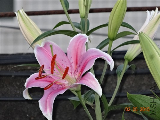 DSC08870.jpg