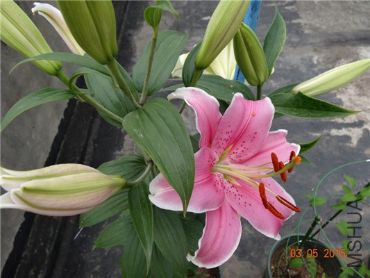DSC08897.jpg