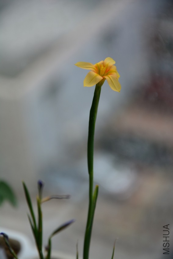 DSC_2217.jpg