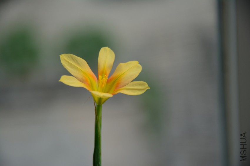 DSC_2231.jpg