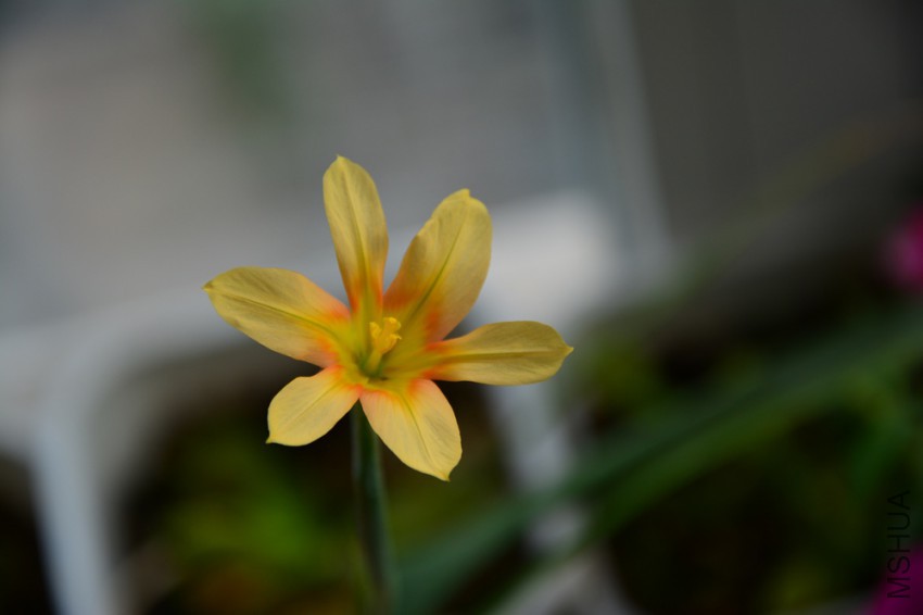 DSC_2232.jpg