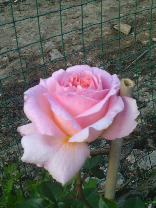 QQͼƬ20150107194635.jpg