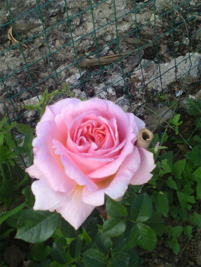 QQͼƬ20150107194643.jpg