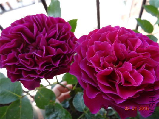DSC07024.jpg