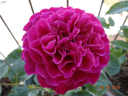 DSC07079.jpg