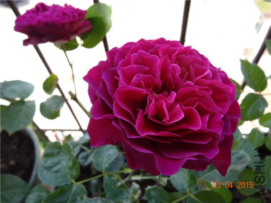 DSC07026.jpg