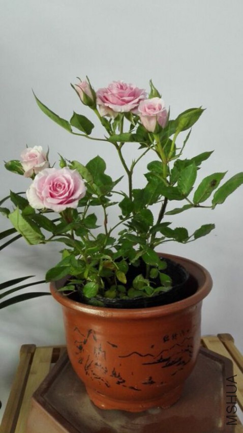QQͼƬ20150503202950_����.jpg