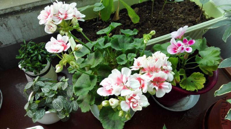QQͼƬ20150503203007_����.jpg