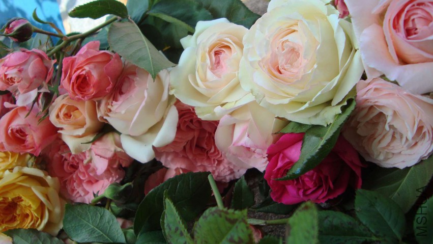 DSC08567.JPG