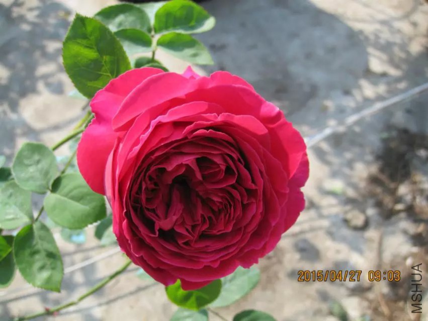 psb (2).jpg