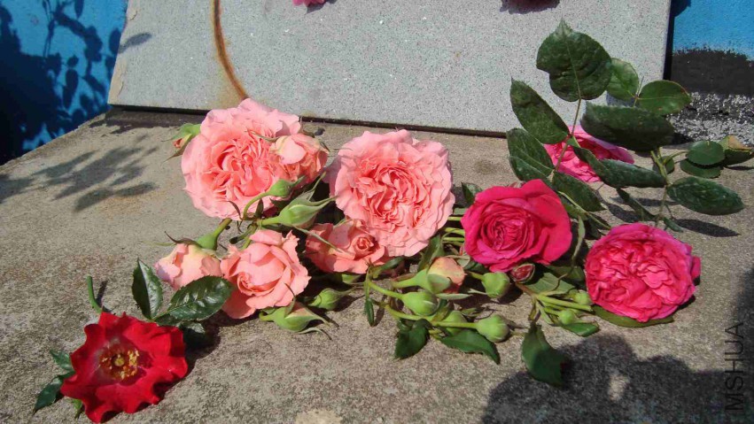DSC08552.JPG